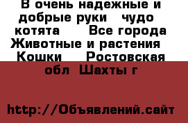 В очень надежные и добрые руки - чудо - котята!!! - Все города Животные и растения » Кошки   . Ростовская обл.,Шахты г.